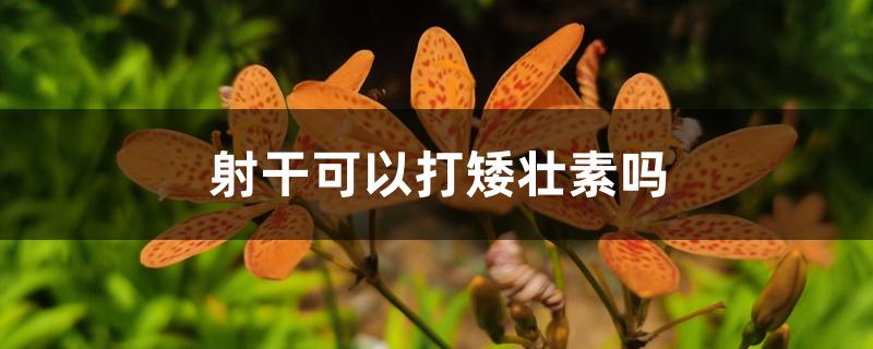 射干可以打矮壮素吗 射干可以打矮壮素吗