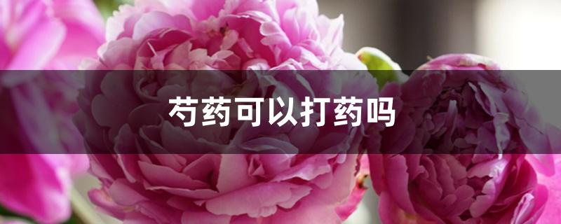 芍药可以打药吗 芍药可以打药吗