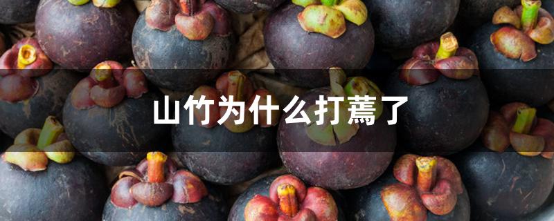 山竹为什么打蔫了 山竹为什么打蔫了