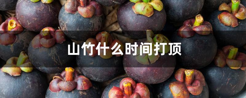 山竹什么时间打顶 山竹什么时间打顶