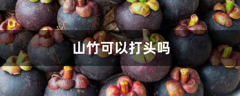 山竹可以打头吗 山竹可以打头吗