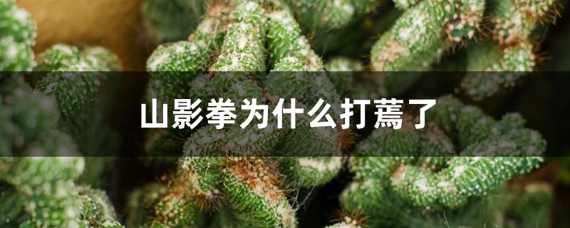 山影拳为什么打蔫了 山影拳为什么打蔫了