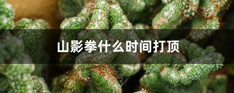 山影拳什么时间打顶 山影拳什么时间打顶