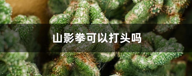 山影拳可以打头吗 山影拳可以打头吗