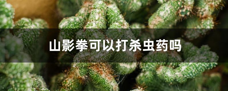 山影拳可以打杀虫药吗 山影拳可以打杀虫药吗