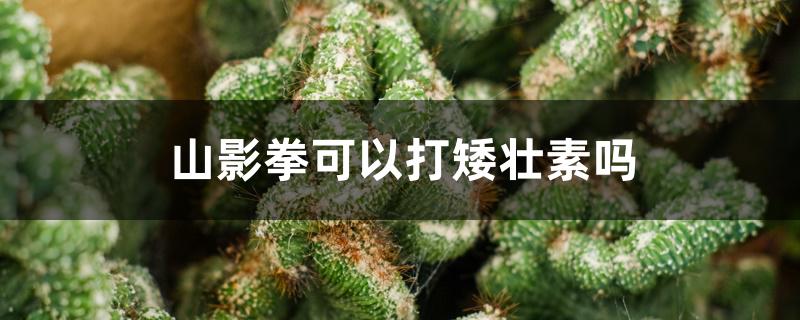 山影拳可以打矮壮素吗 山影拳可以打矮壮素吗