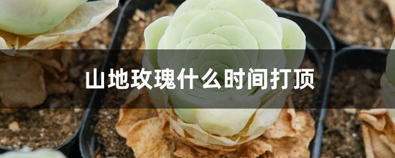 山地玫瑰什么时间打顶 山地玫瑰什么时间打顶