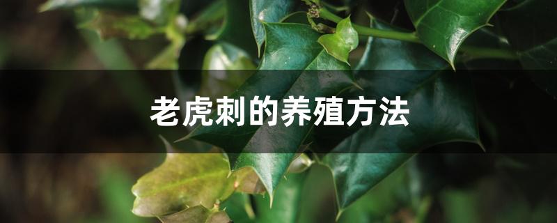 老虎刺的养殖方法 老虎刺的养殖方法