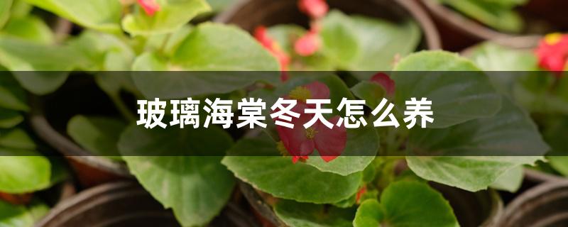 玻璃海棠冬天怎么养 玻璃海棠冬天怎么养