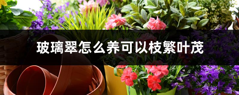 玻璃翠怎么养可以枝繁叶茂 玻璃翠怎么养可以枝繁叶茂