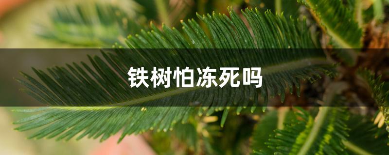 铁树怕冻死吗 铁树怕冻死吗