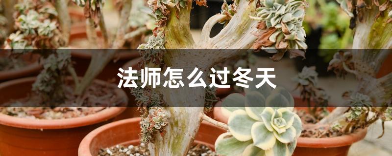 法师怎么过冬天 法师怎么过冬天