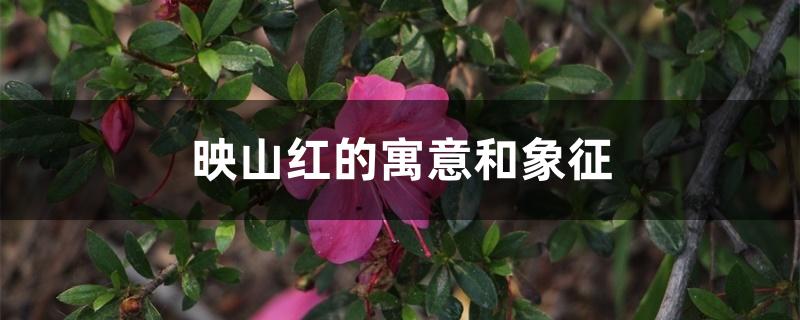 映山红的寓意和象征 映山红的寓意和象征
