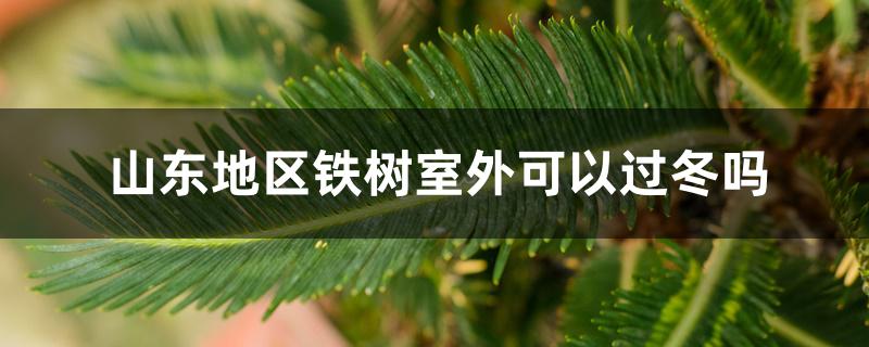 山东地区铁树室外可以过冬吗 山东地区铁树室外可以过冬吗