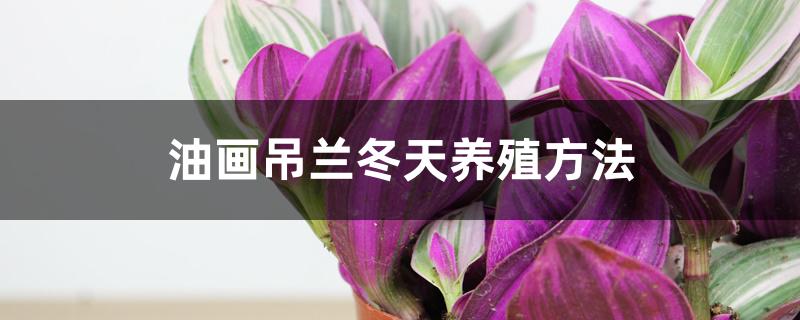 油画吊兰冬天养殖方法 油画吊兰冬天养殖方法
