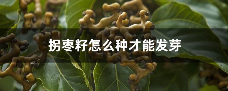 拐枣籽怎么种才能发芽 拐枣籽怎么种才能发芽