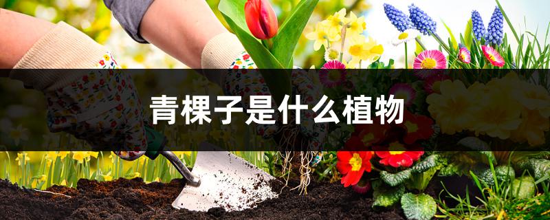 青稞子是什么植物 青稞子是什么植物