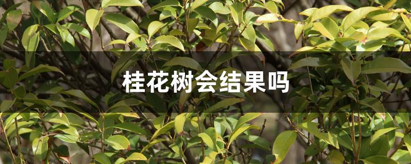 桂花树会结果吗 桂花树会结果吗