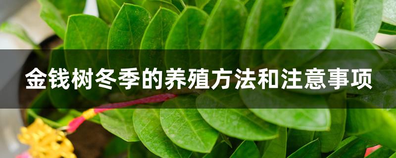 金钱树冬季的养殖方法和注意事项 金钱树冬季的养殖方法和注意事项