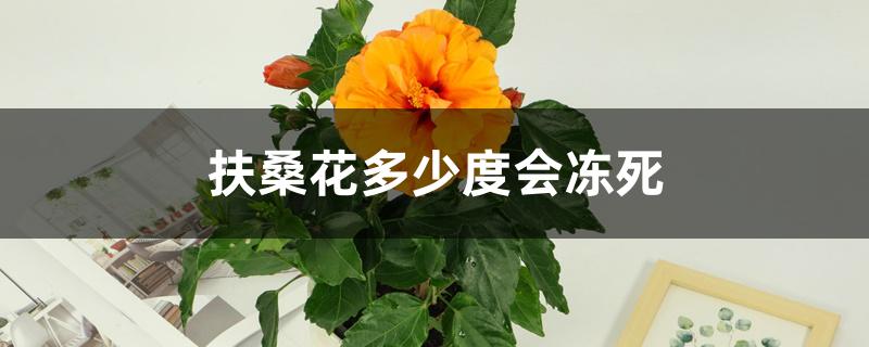 扶桑花多少度会冻死 扶桑花多少度会冻死