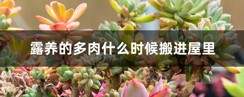 露养的多肉什么时候搬进屋里 露养的多肉什么时候搬进屋里