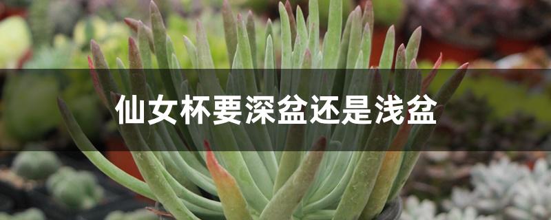 仙女杯要深盆还是浅盆 仙女杯要深盆还是浅盆