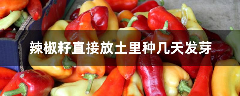 辣椒籽直接放土里种几天发芽 辣椒籽直接放土里种几天发芽