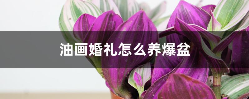 油画婚礼怎么养爆盆 油画婚礼怎么养爆盆