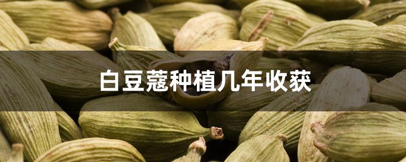 白豆蔻种植几年收获 白豆蔻种植几年收获