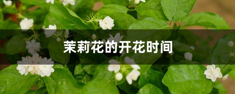 茉莉花的开花时间 茉莉花的开花时间