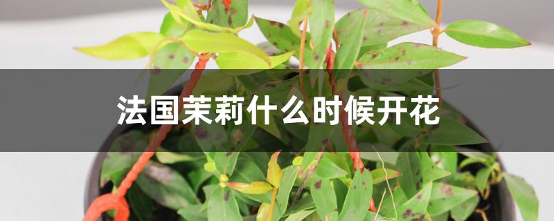 法国茉莉什么时候开花 法国茉莉什么时候开花