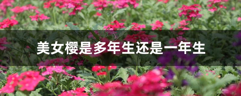 美女樱是多年生还是一年生 美女樱是多年生还是一年生
