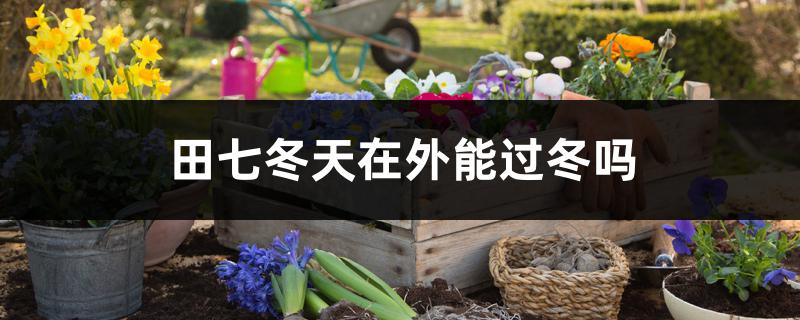 田七冬天在外能过冬吗 田七冬天在外能过冬吗