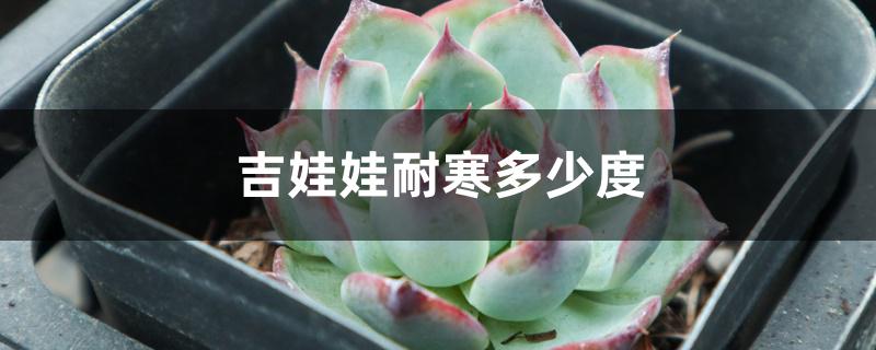 吉娃娃耐寒多少度 吉娃娃耐寒多少度