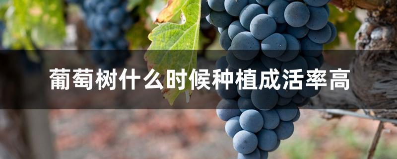葡萄树什么时候种植成活率高 葡萄树什么时候种植成活率高