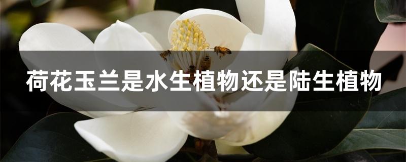 荷花玉兰是水生植物还是陆生植物 荷花玉兰是水生植物还是陆生植物