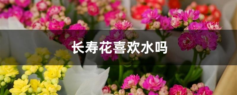 长寿花喜欢水吗 长寿花喜欢水吗