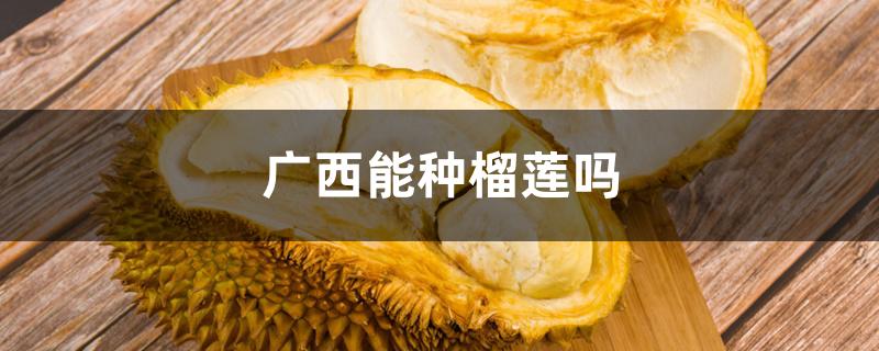 广西能种榴莲吗 广西能种榴莲吗