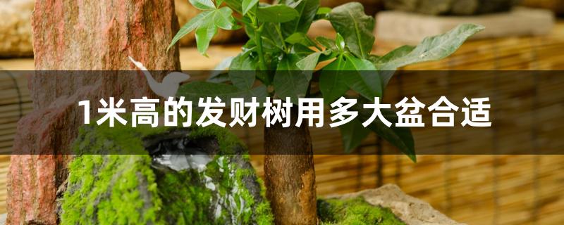 1米高的发财树用多大盆合适 1米高的发财树用多大盆合适