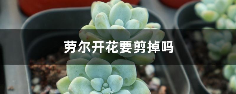 劳尔开花要剪掉吗 劳尔开花要剪掉吗