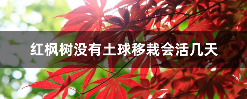 红枫树没有土球移栽会活几天 红枫树没有土球移栽会活几天