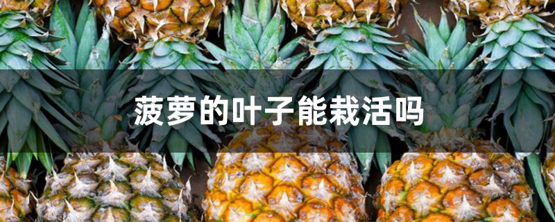 菠萝的叶子能栽活吗 菠萝的叶子能栽活吗