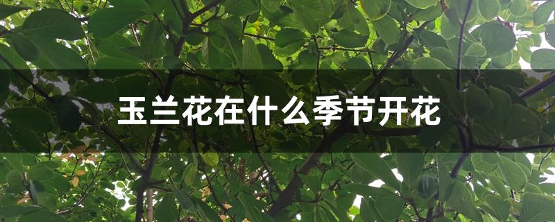玉兰花在什么季节开花 玉兰花在什么季节开花