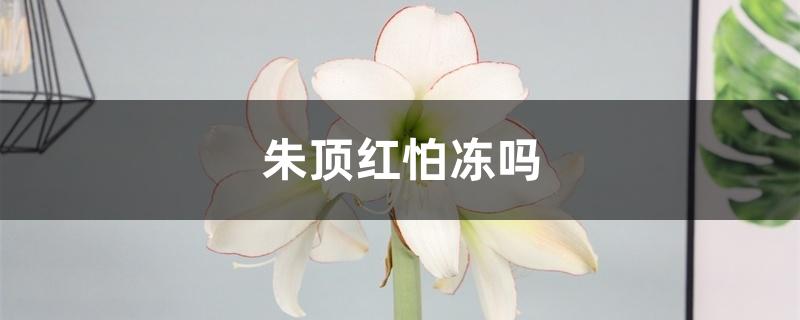朱顶红怕冻吗 朱顶红怕冻吗