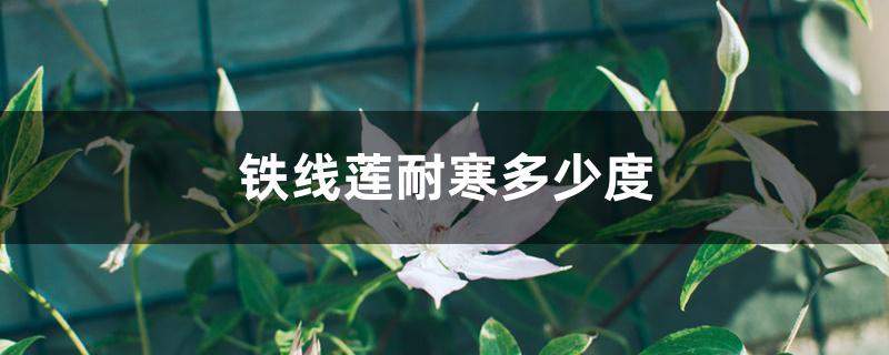 铁线莲耐寒多少度 铁线莲耐寒多少度