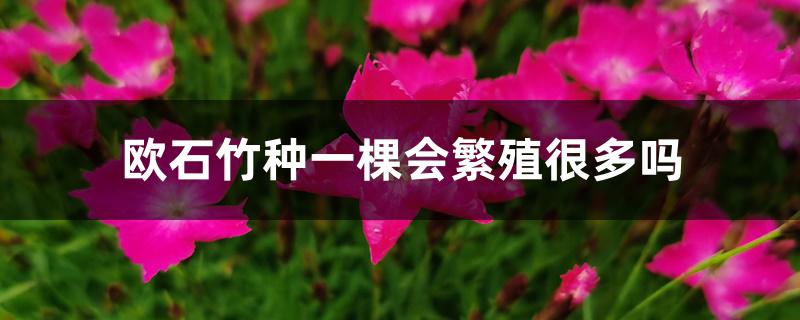 欧石竹种一棵会繁殖很多吗 欧石竹种一棵会繁殖很多吗