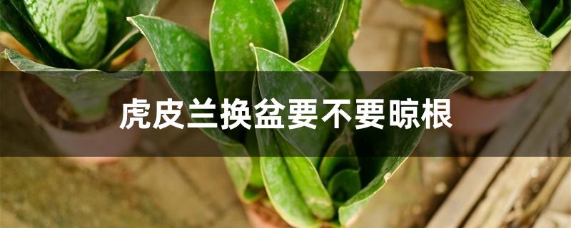 虎皮兰换盆要不要晾根 虎皮兰换盆要不要晾根