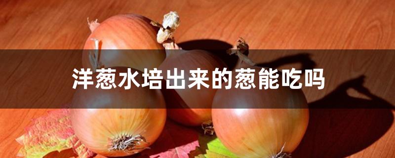 洋葱水培出来的葱能吃吗 洋葱水培出来的葱能吃吗