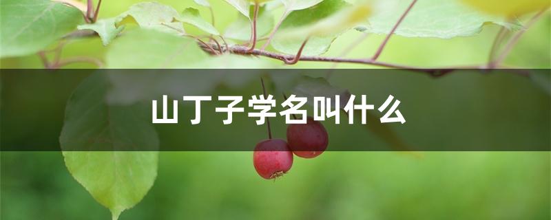 山丁子学名叫什么 山丁子学名叫什么