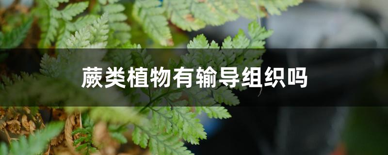蕨类植物有输导组织吗 蕨类植物有输导组织吗